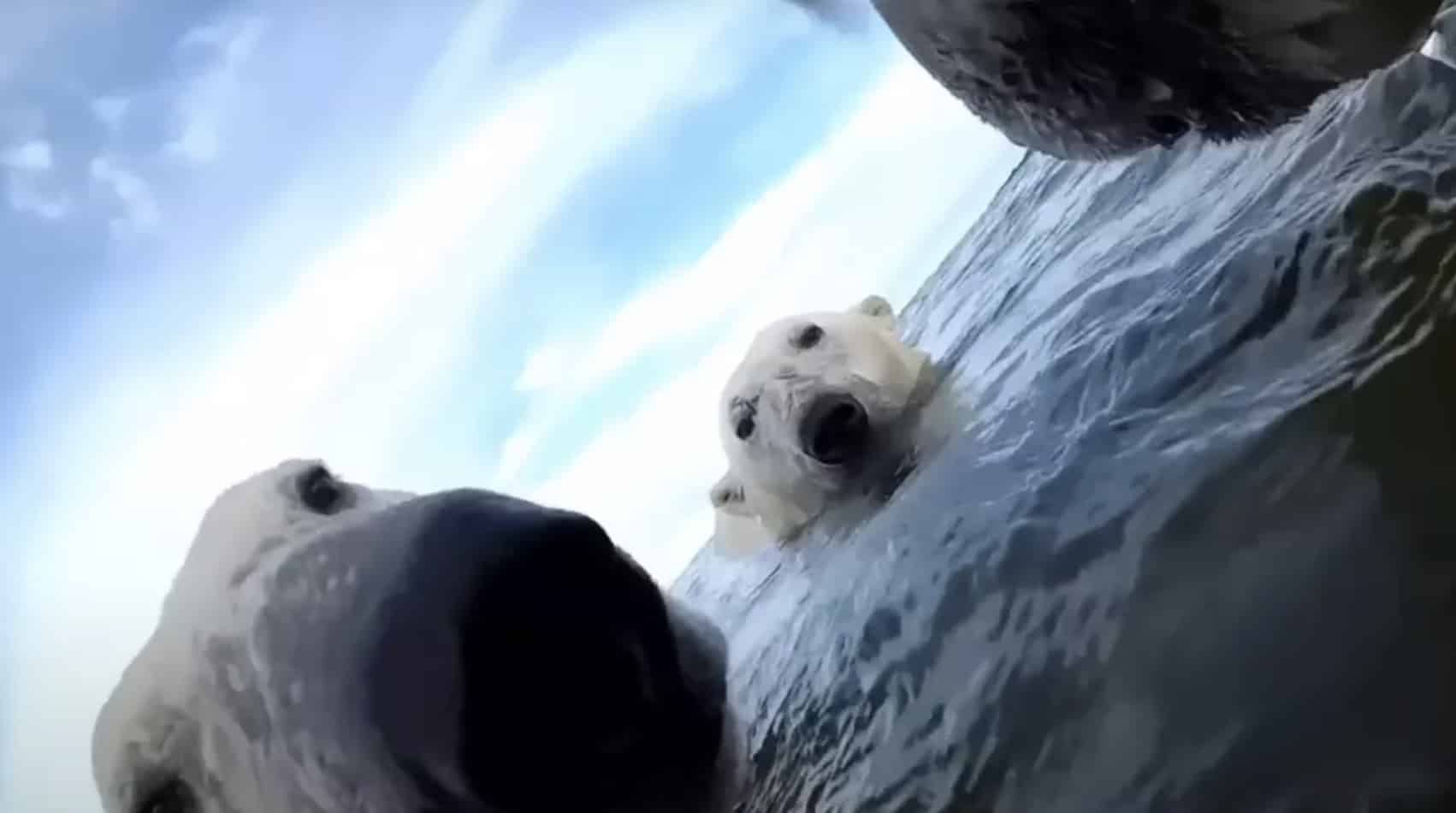 Cientistas prenderam GoPros a um grupo de ursos-polares e ficaram incrivelmente alarmados com o que descobriram Cientistas prenderam GoPros a um grupo de ursos-polares e ficaram incrivelmente alarmados com o que descobriram