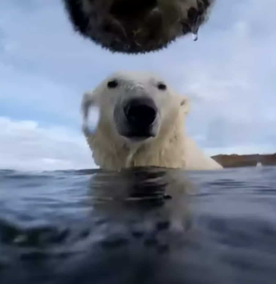 Cientistas prenderam GoPros a um grupo de ursos-polares e ficaram incrivelmente alarmados com o que descobriram Descobriu-se que os ursos polares se comportam muito como cães (USGS/Washington State University)