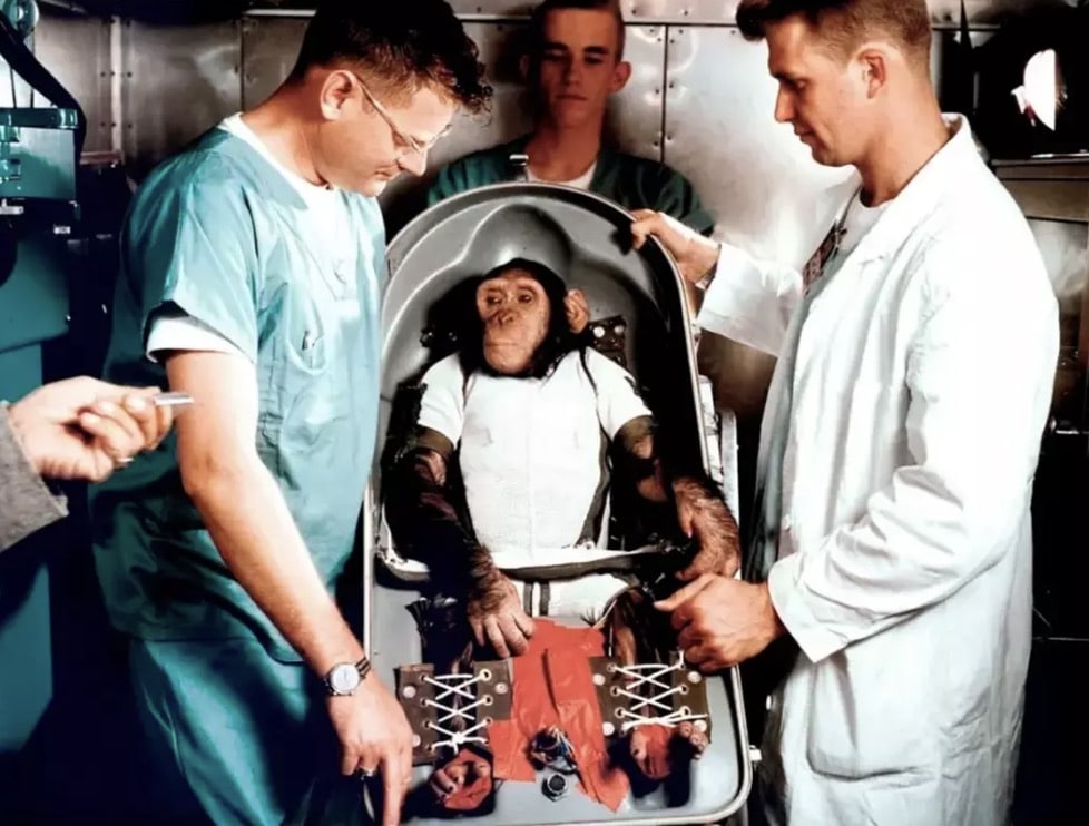 A história comovente do que aconteceu com o chimpanzé enviado ao espaço pela NASA em 1961 Ham preso à cadeira do biopack para o voo de teste em 1961 (NASA)