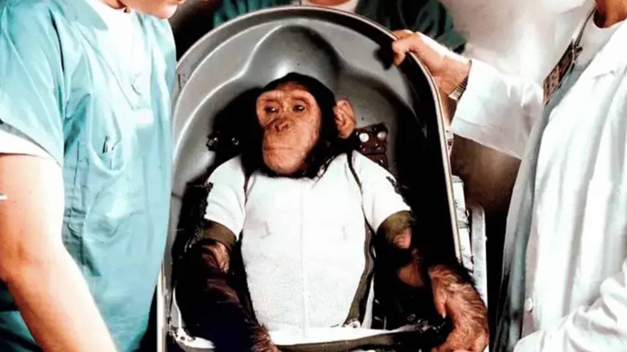 A história comovente do que aconteceu com o chimpanzé enviado ao espaço pela NASA em 1961