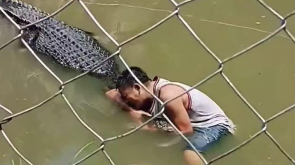 Vídeo chocante mostra momento em que turista é atacado por crocodilo ao invadir recinto