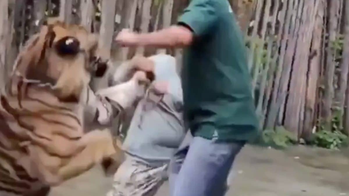 Vídeo chocante mostra turista sendo atacado por tigre ao tentar tirar selfie com o animal