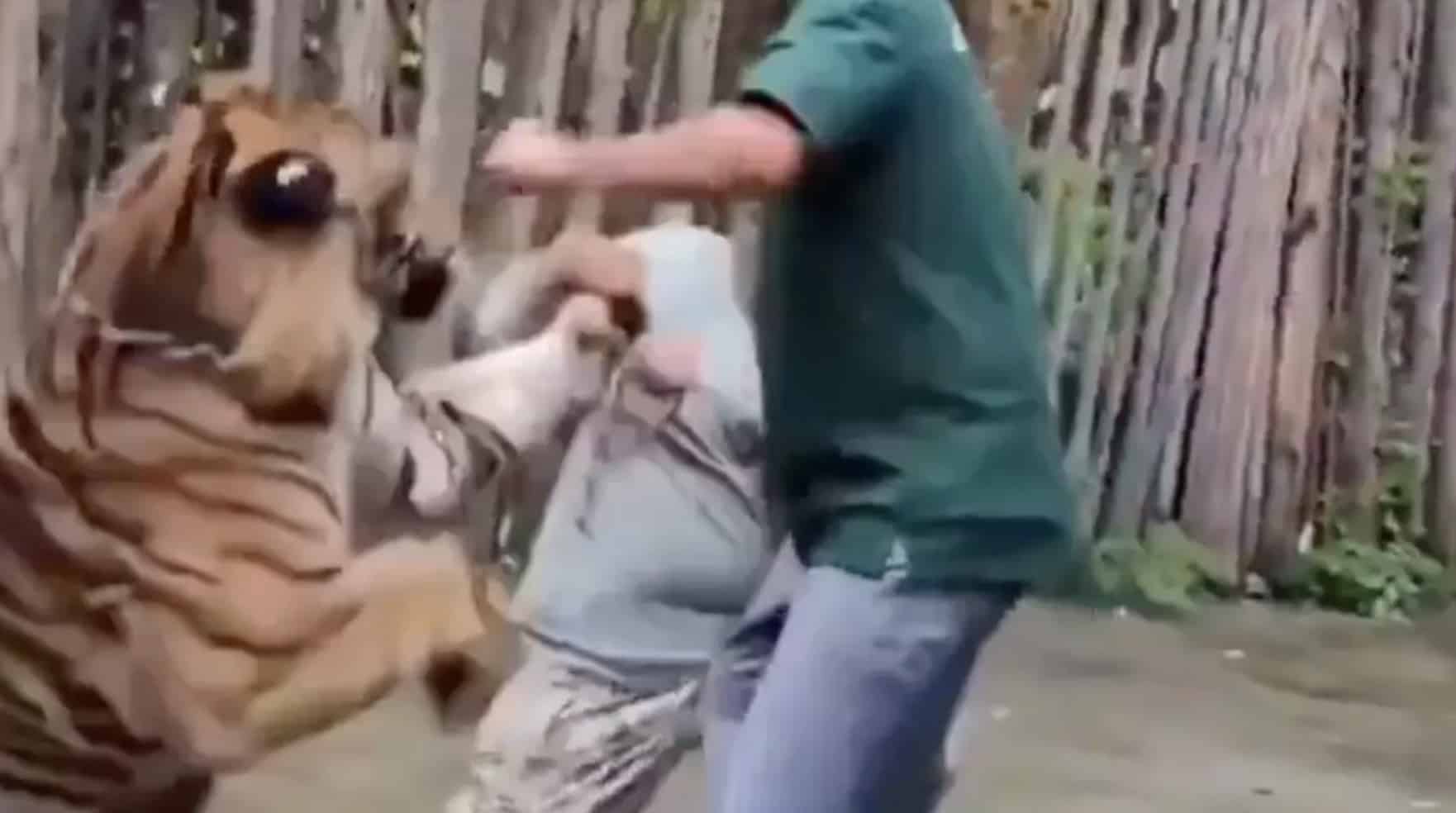 Vídeo chocante mostra turista sendo atacado por tigre ao tentar tirar selfie com o animal Vídeo chocante mostra turista sendo atacado por tigre ao tentar tirar selfie com o animal