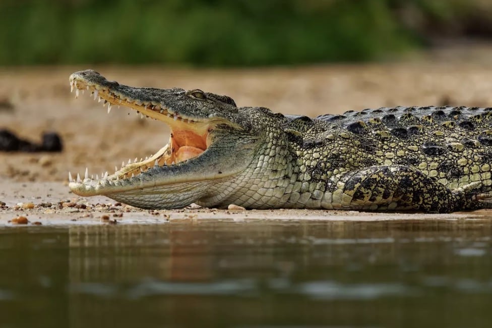 Acredita-se que crocodilos sejam responsáveis por cerca de 1.000 mortes humanas por ano
