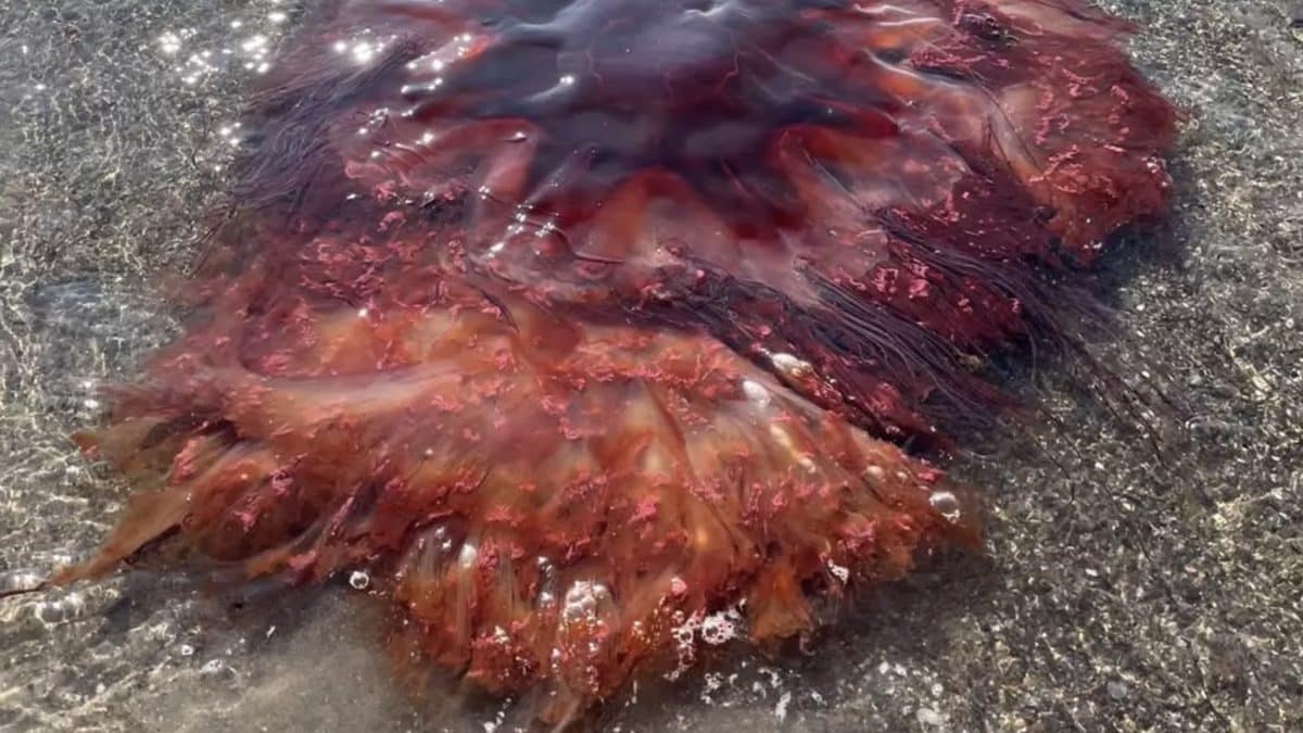Autoridades emitem alerta após enorme criatura tóxica encalhar em ponto turístico