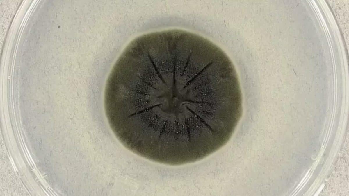 Cientistas de Chernobyl descobrem fungo negro em "cenário digno de filme"