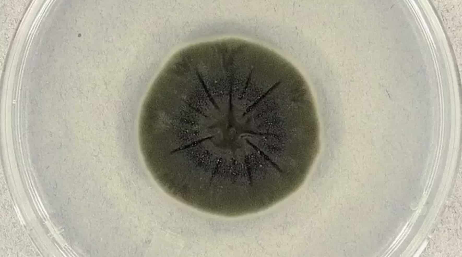 Cientistas de Chernobyl descobrem fungo negro em "cenário digno de filme" Cientistas de Chernobyl descobrem fungo negro em "cenário digno de filme"