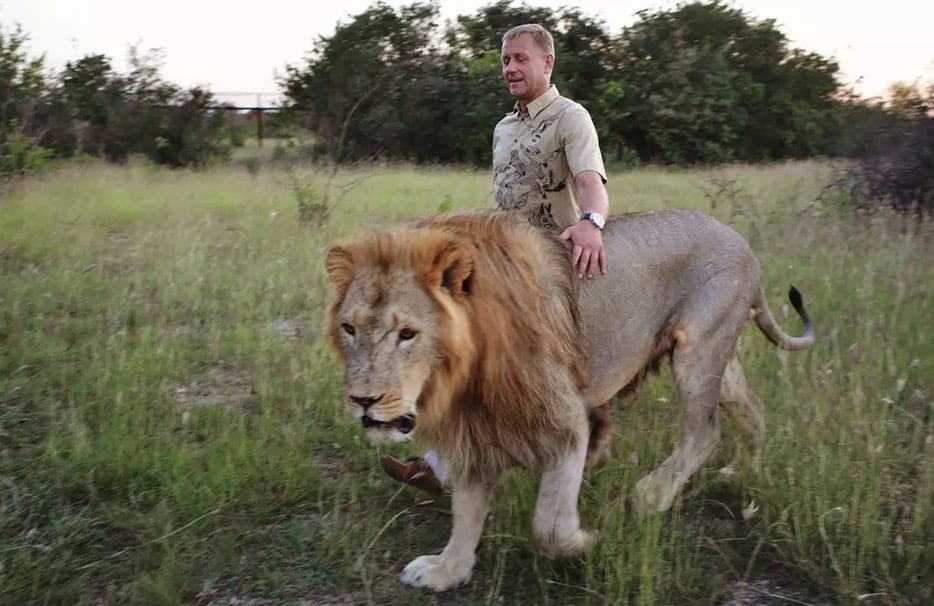 "Encantador de leões" luta pela vida após ataque do mesmo felino que matou sua colega no ano passado Oleg Zubkov, o fundador do parque safári, foi atacado pelo mesmo leão (East2News)