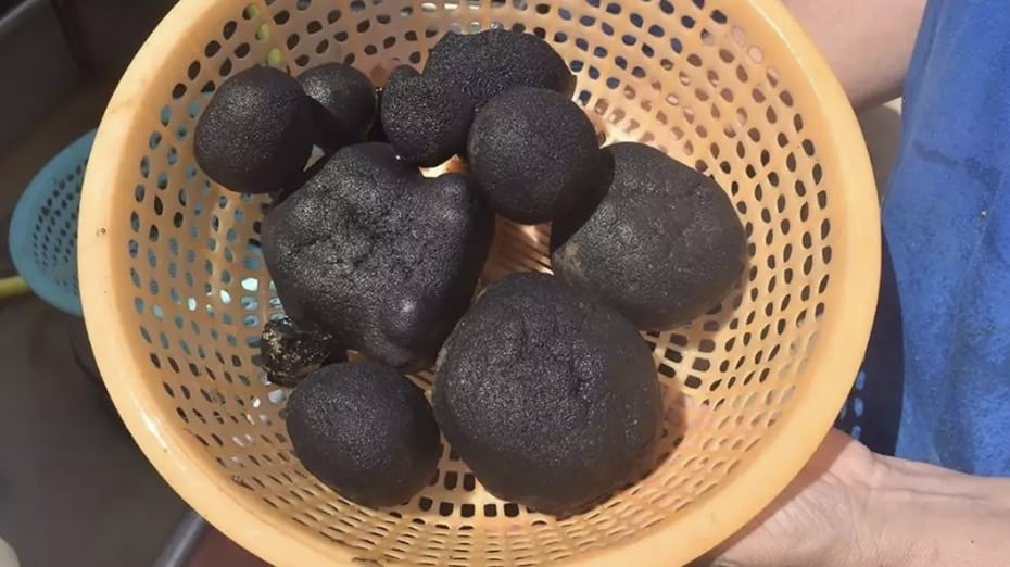 Japão descobre metal que pode mudar drasticamente o mundo após investir 107 bilhões de dólares Os nódulos de manganês encontrados no fundo do mar (The Nippon Foundation)