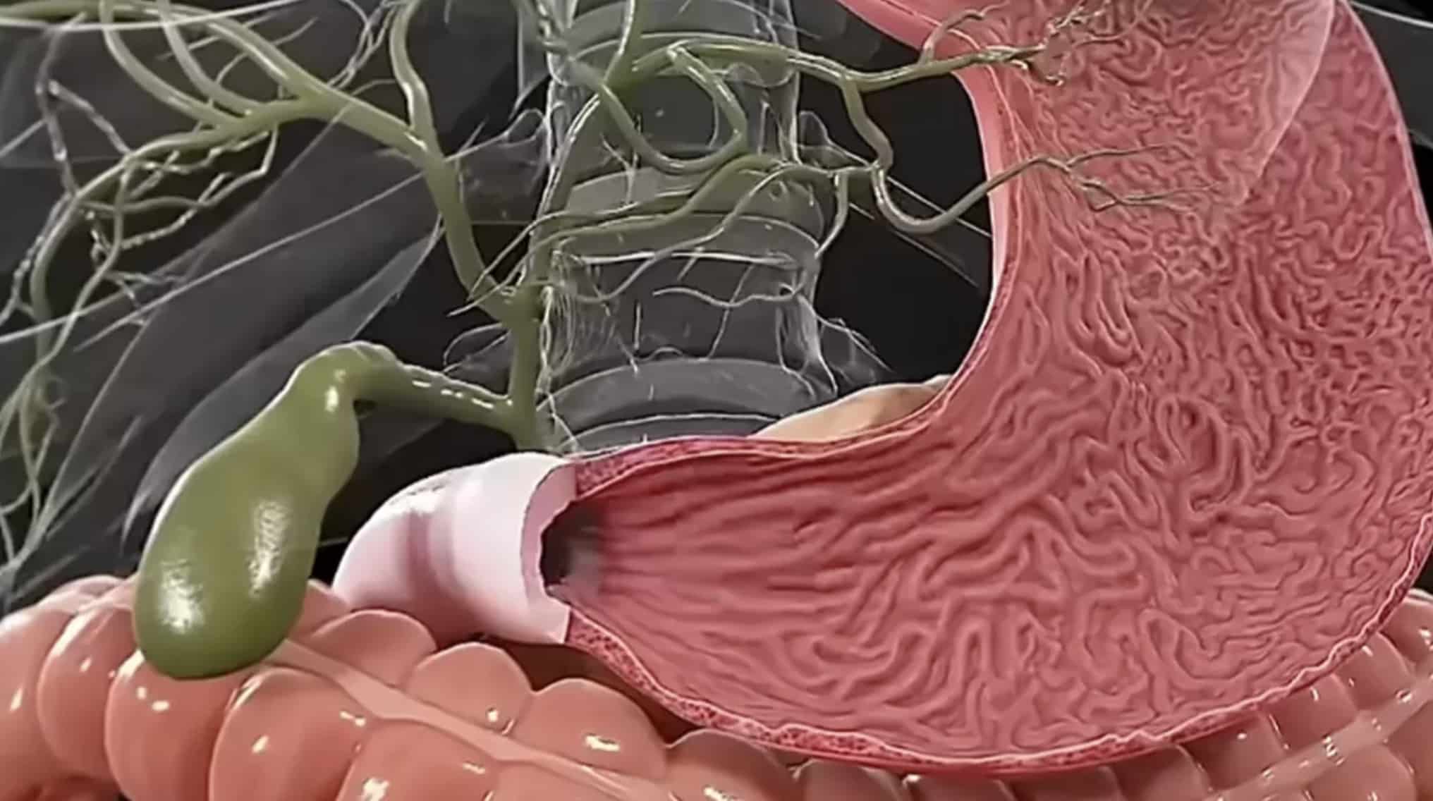Simulação chocante mostra exatamente o que acontece com seu corpo se você jejuar por 7 dias Simulação chocante mostra exatamente o que acontece com seu corpo se você jejuar por 7 dias