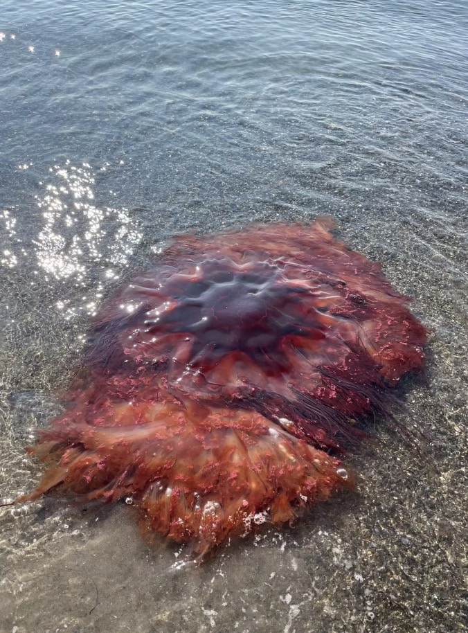 Autoridades emitem alerta após enorme criatura tóxica encalhar em ponto turístico Uma enorme água-viva juba-de-leão com 1,5 metro de largura foi vista no Maine (Facebook/City of South Portland)