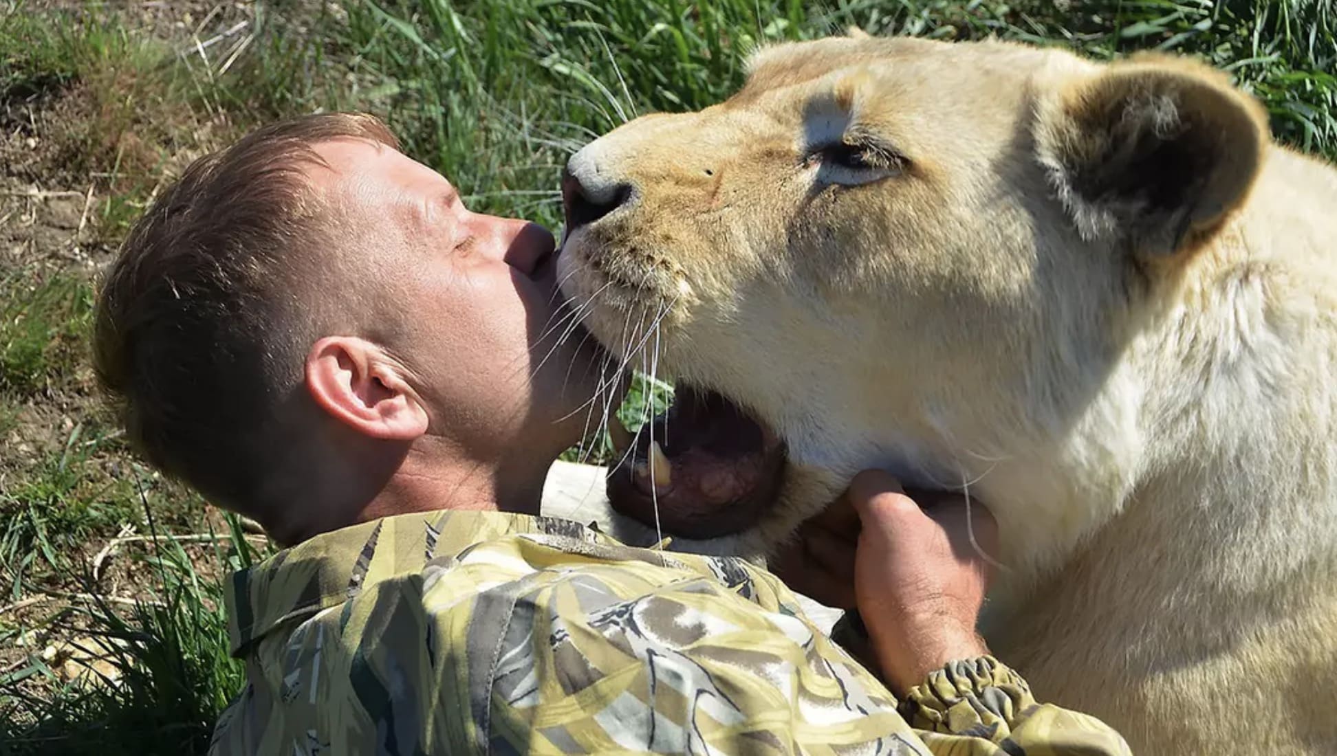 "Encantador de leões" luta pela vida após ataque do mesmo felino que matou sua colega no ano passado leão