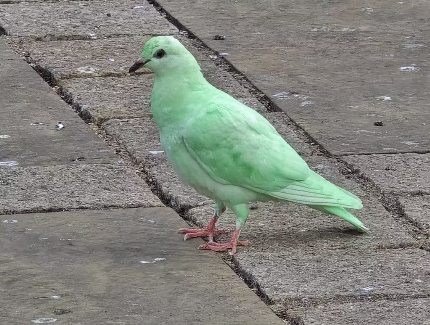 Pombo verde-brilhante e misterioso é visto em cidade e especialistas "soam o alarme" A RSPCA afirmou suspeitar que a ave tenha sido pintada ou tingida (SWNS)