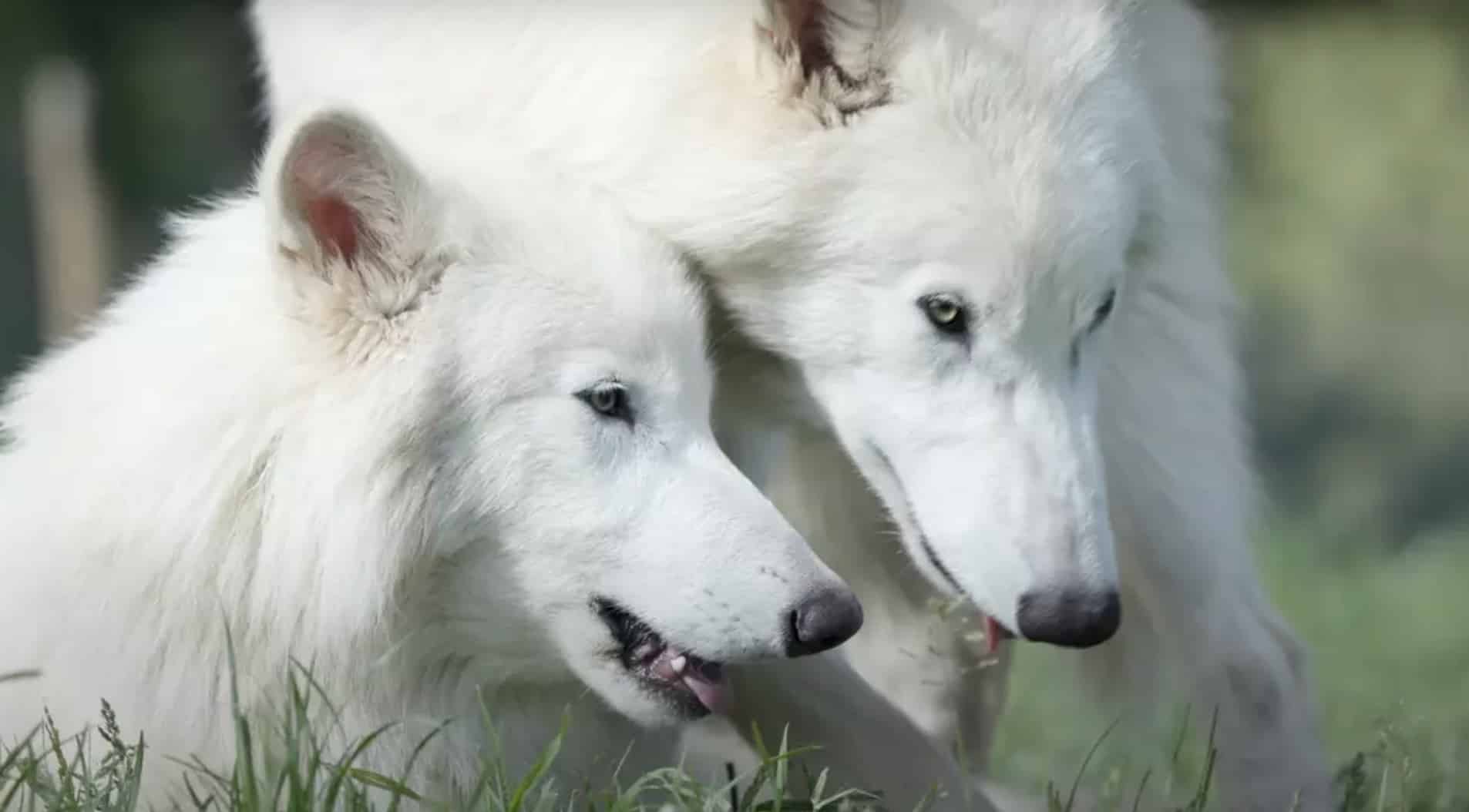 Atualização chocante sobre os lobos terríveis 'trazidos de volta da extinção' revela que eles mais que dobraram de tamanho Atualização chocante sobre os lobos terríveis 'trazidos de volta da extinção' revela que eles mais que dobraram de tamanho