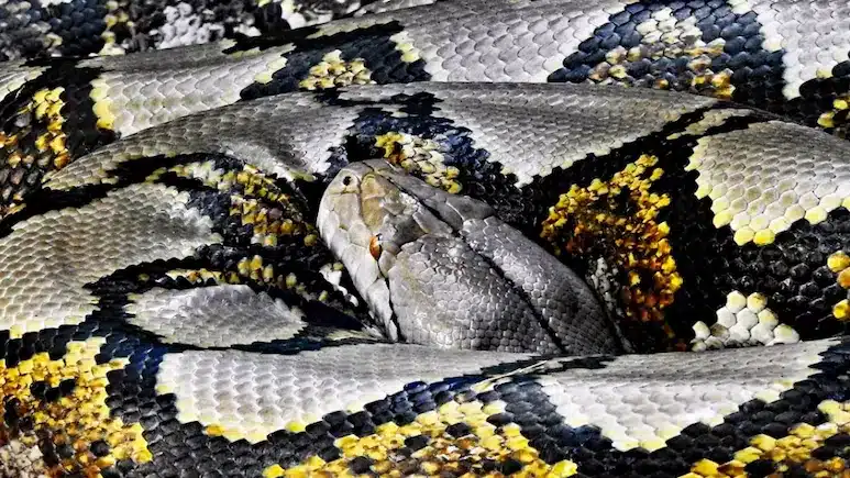 Homem desaparecido é encontrado morto dentro do estômago de uma píton gigante de 8 metros