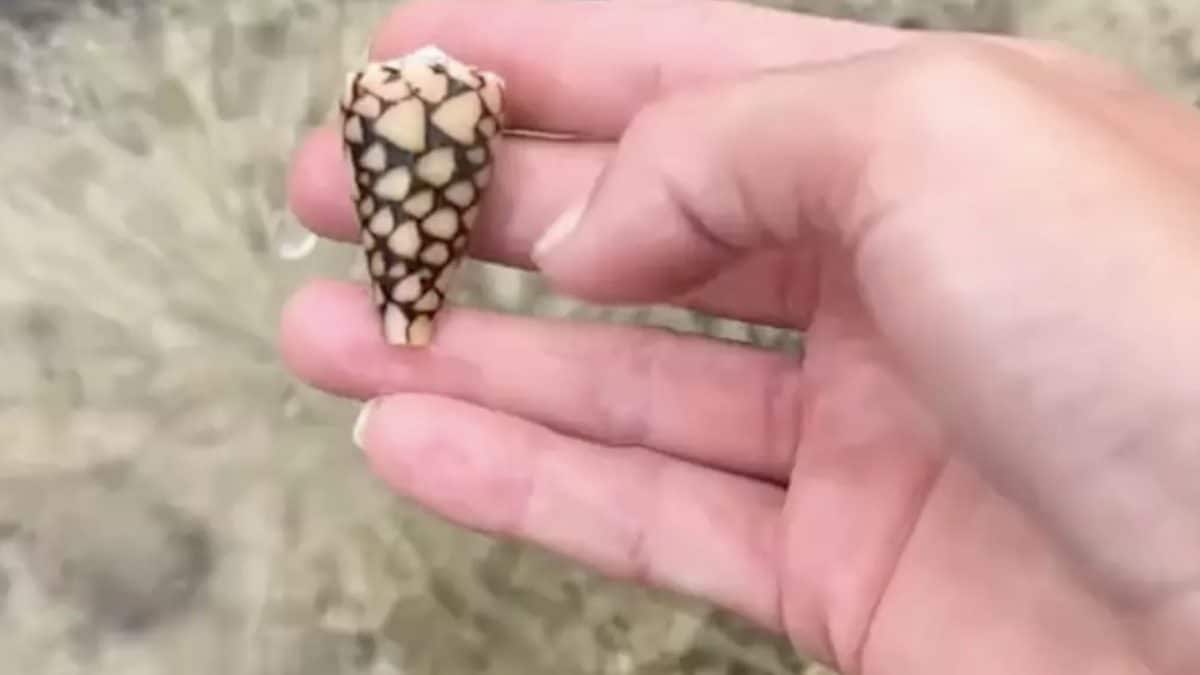 Mulher sem saber pega a concha mais mortal do oceano que "leva à paralisia total em minutos"