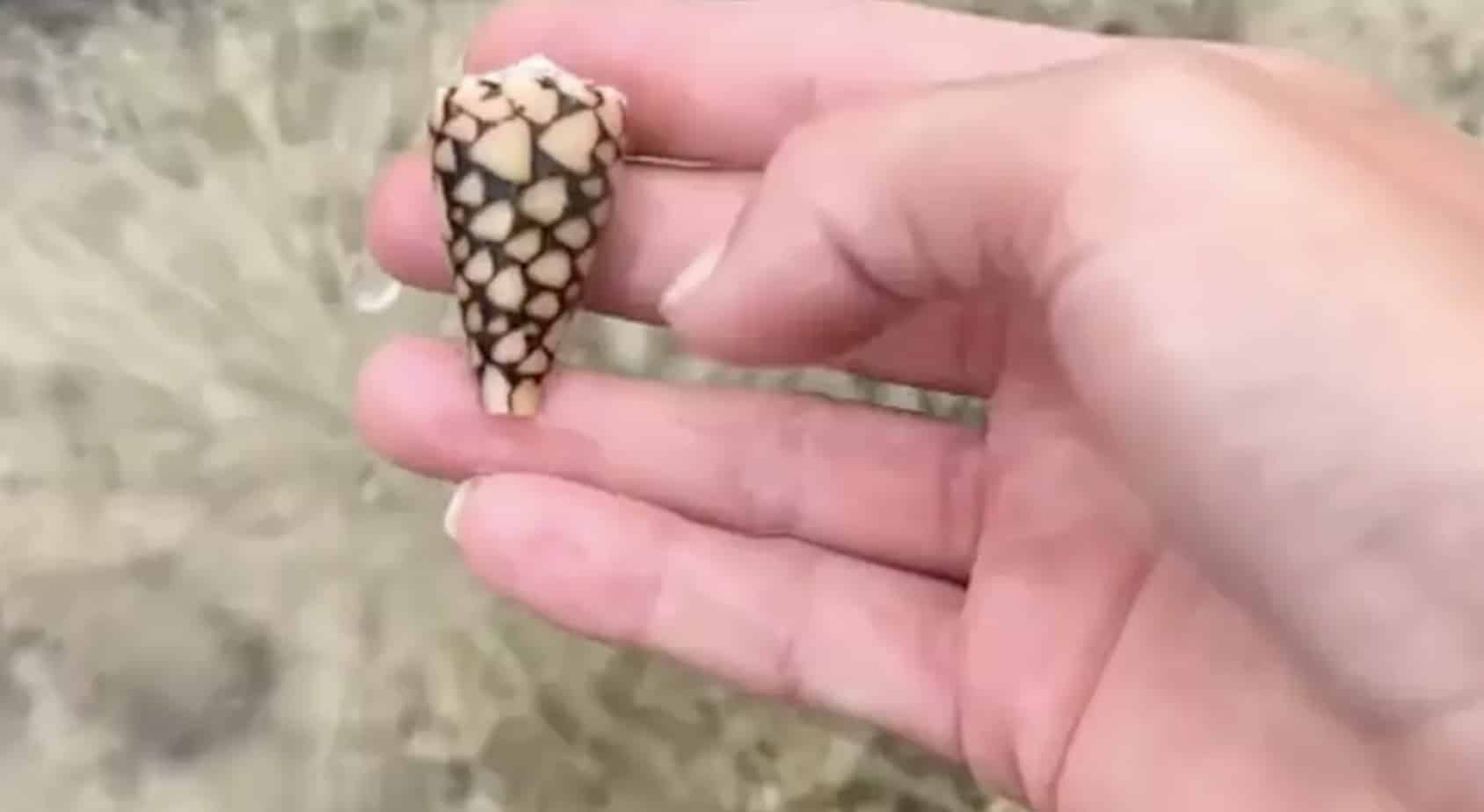 Mulher sem saber pega a concha mais mortal do oceano que "leva à paralisia total em minutos" Mulher sem saber pega a concha mais mortal do oceano que "leva à paralisia total em minutos"