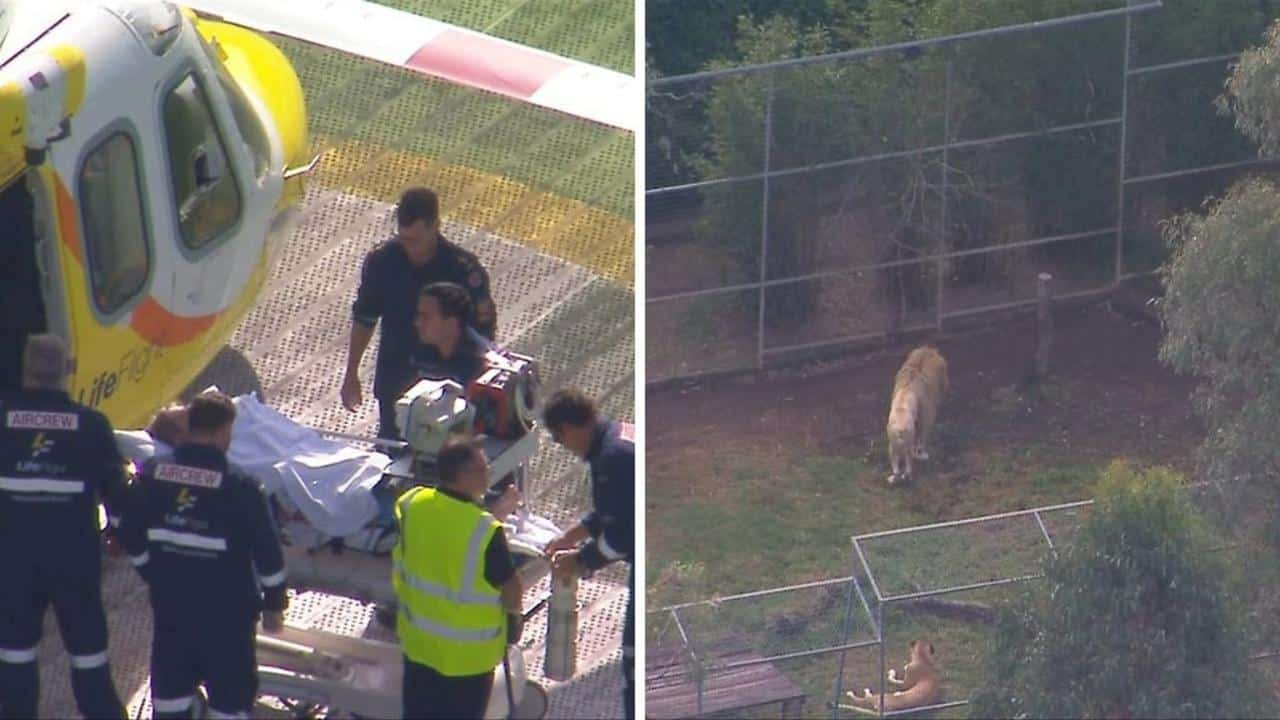 Mulher tem braço arrancado por leão em zoológico Mulher tem braço arrancado por leão em zoológico