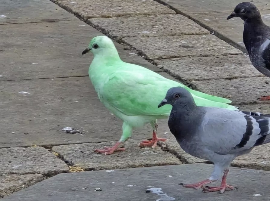 Pombo verde-brilhante e misterioso é visto em cidade e especialistas "soam o alarme" O pombo verde-brilhante e misterioso chama atenção na cidade e especialistas soam o alarme — a ave certamente se destaca no meio da multidão (SWNS)