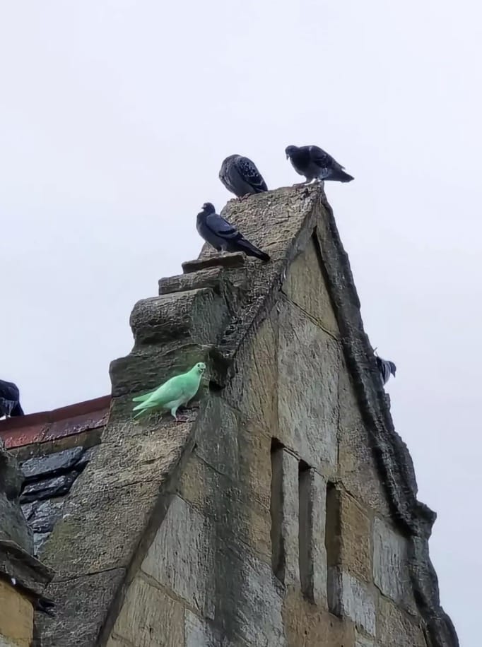 Pombo verde-brilhante e misterioso é visto em cidade e especialistas "soam o alarme" Pessoas de todo o Reino Unido têm ido a Northampton para ver o pombo de perto (SWNS)