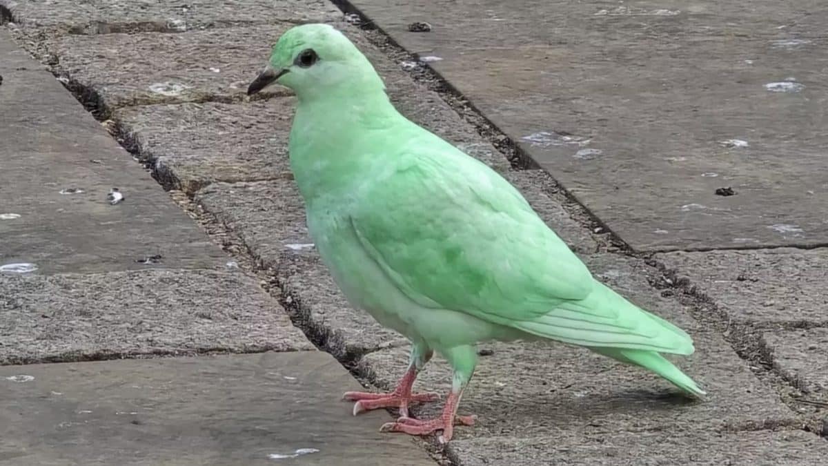 Pombo verde-brilhante e misterioso é visto em cidade e especialistas soam o alarme