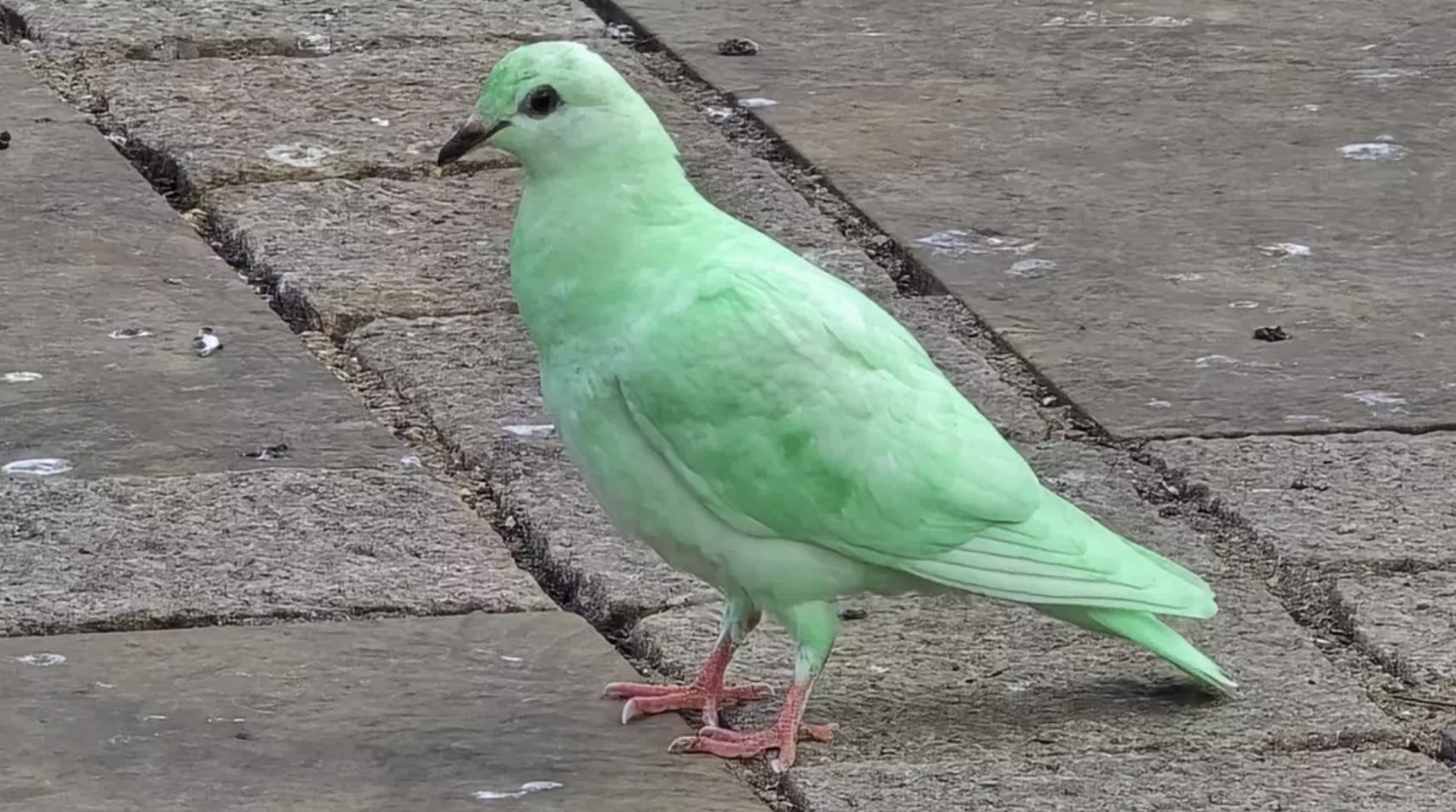 Pombo verde-brilhante e misterioso é visto em cidade e especialistas "soam o alarme" Pombo verde-brilhante e misterioso é visto em cidade e especialistas soam o alarme