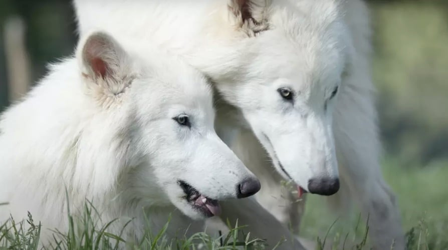 Atualização chocante sobre os lobos terríveis 'trazidos de volta da extinção' revela que eles mais que dobraram de tamanho Rômulo e Remo dobraram de tamanho. (YouTube/Colossal Biosciences)