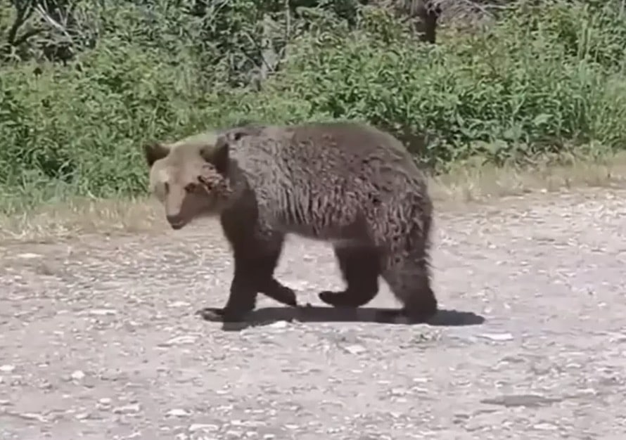 Selfie angustiante de turista com filhote antes de ser morto por ataque de urso Um dos ursos avistados pelo homem de 49 anos (Facebook/Omar Farang Zin)