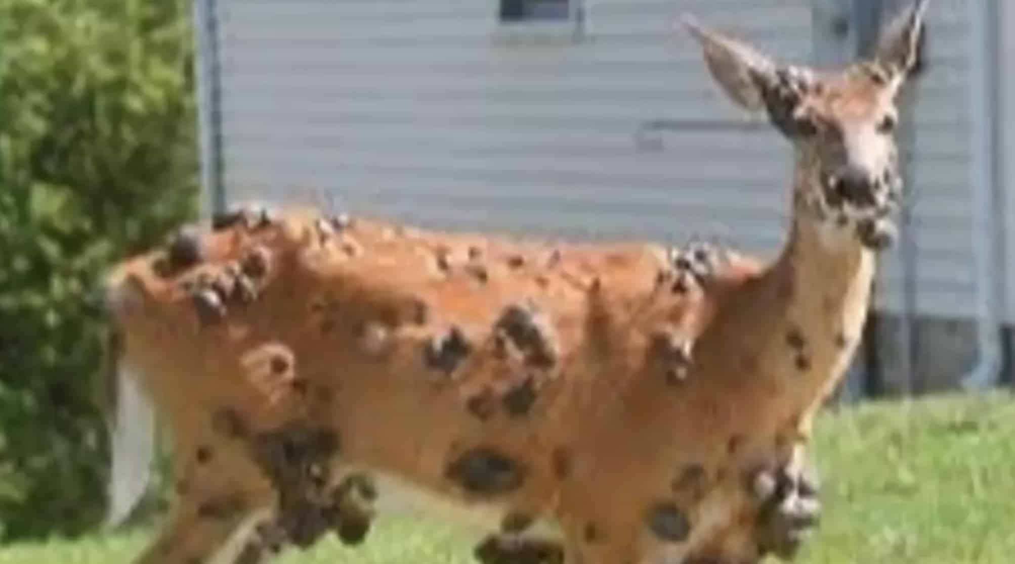 "Cervo mutante" é visto com bolhas de carne assustadoras enquanto crescem os temores de surto