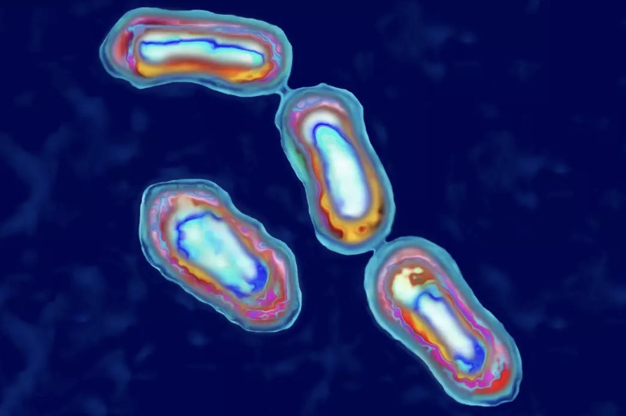 A bactéria Yersinia pestis causa a peste bubônica em humanos e animais