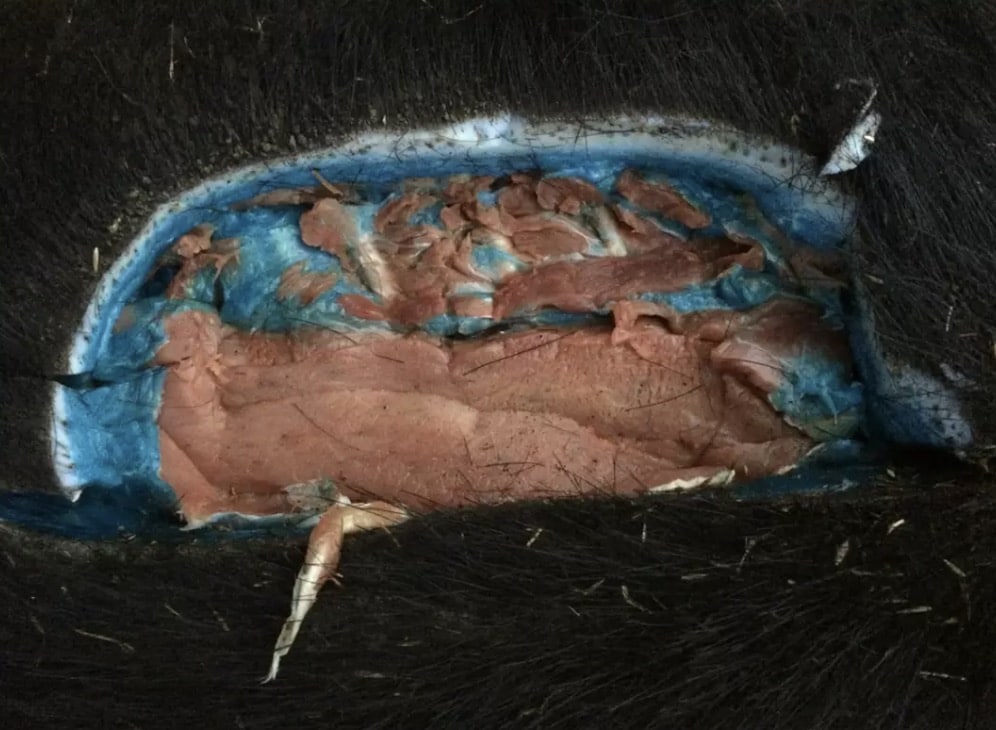 A carne azul estava presente nas partes mais gordurosas do porco (GlendilTEK/Imgur)