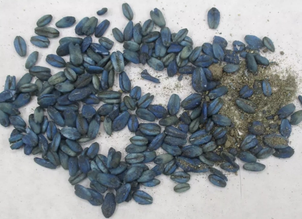 Acredita-se que a difacinona seja a causa da estranha carne azul (CDFW)