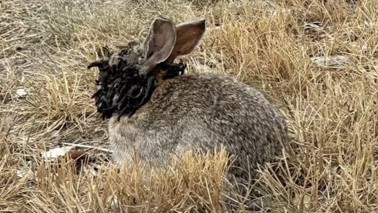 Alerta emitido enquanto coelhos "Frankenstein" infectados com "tentáculos" estão causando pânico