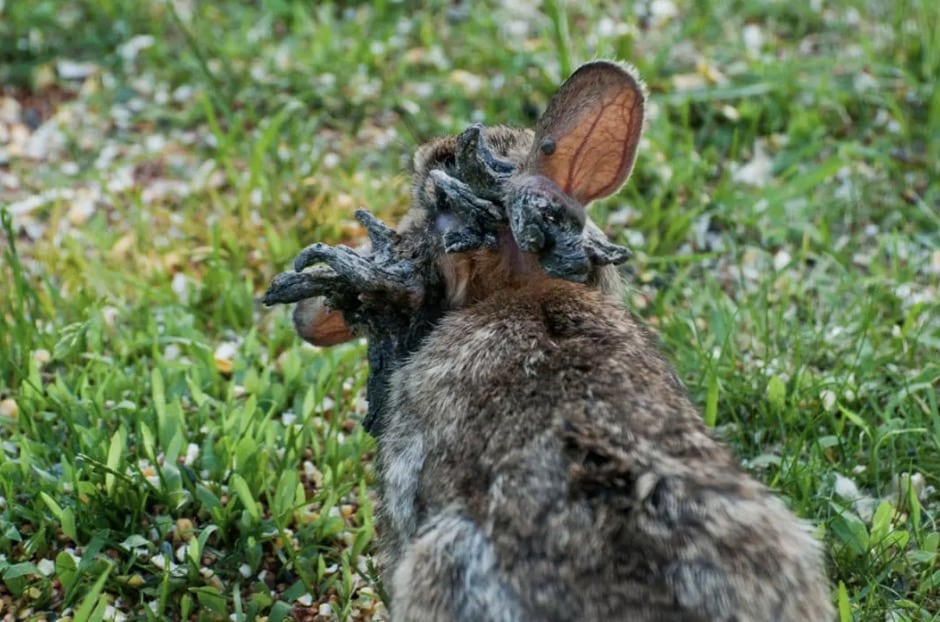 Alguns coelhos com o vírus morrem de fome devido aos “chifres” que crescem ao redor da boca e dos olhos