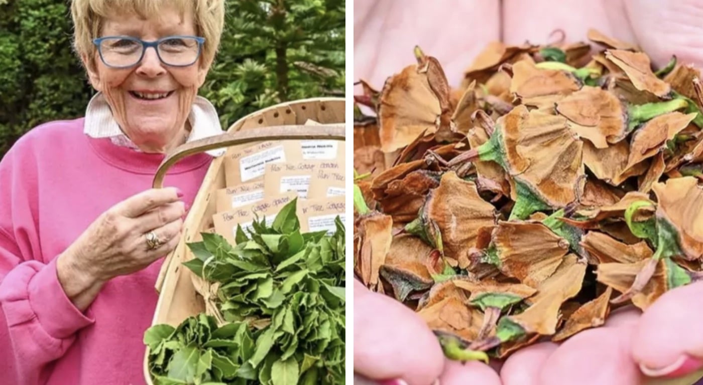 Casal aposentado com "árvore do dinheiro" real no jardim produz pela primeira vez sementes que valem mais de $ 6.000 Casal aposentado com "árvore do dinheiro" real no jardim produz pela primeira vez sementes que valem mais de $ 6.000
