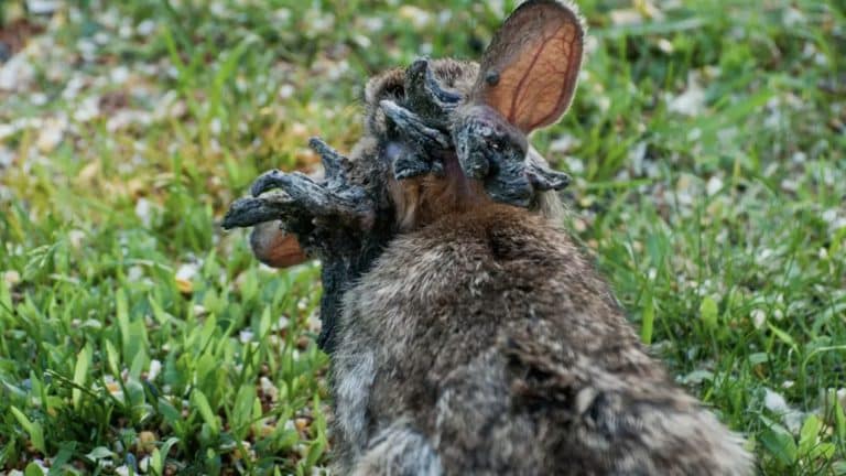 Coelhos "Frankenstein" com "tentáculos" são explicados enquanto especialistas emitem alerta