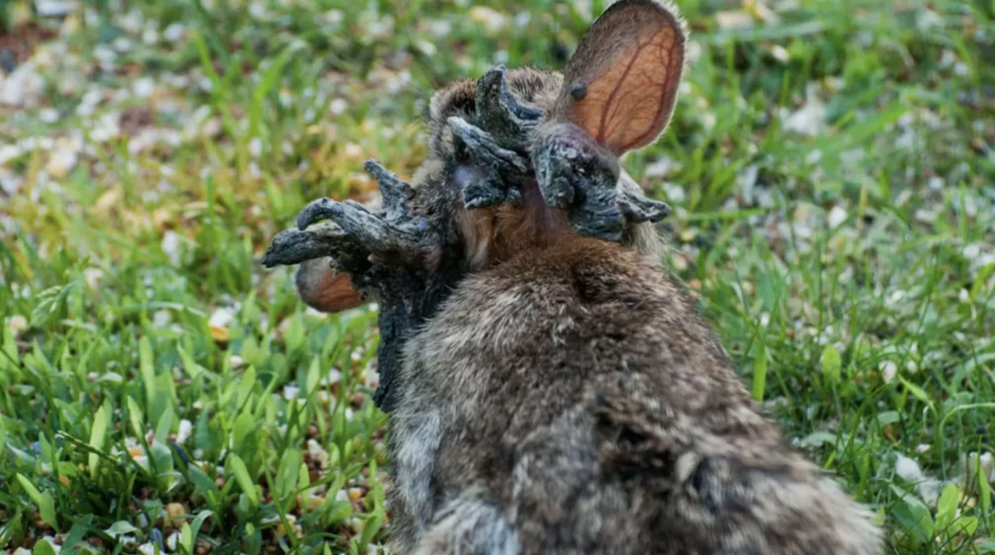 Coelhos "Frankenstein" com "tentáculos" são explicados enquanto especialistas emitem alerta