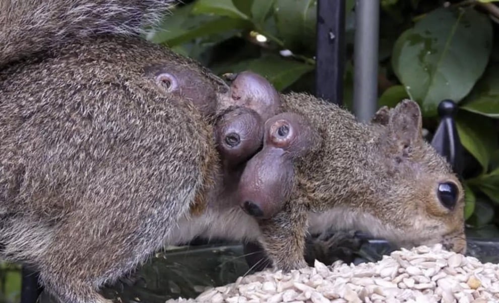 Esquilos foram vistos com crescimentos incomuns semelhantes a verrugas (Facebook/Evelyn’s Wildlife Refuge)