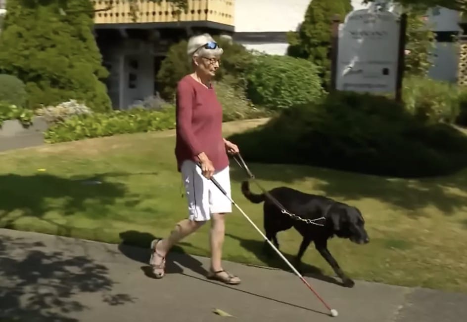 Gail Lane nunca tinha visto sua cadela Piper antes da cirurgia (YouTube/Global News)