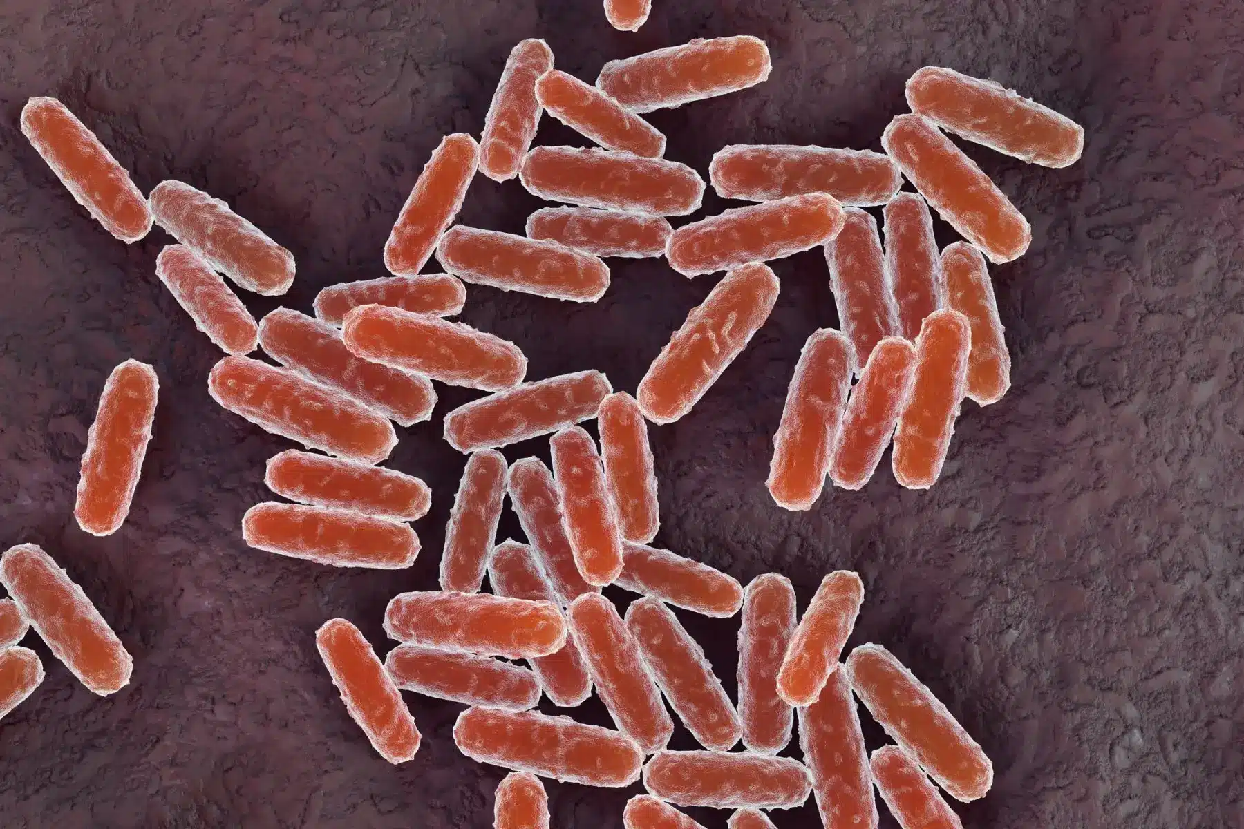 Homem testa positivo para peste negra nos EUA Ilustração 3D da bactéria da peste, Yersinia pestis
