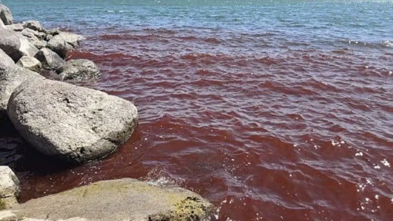 Mar bíblico fica vermelho como sangue, gerando temores de apocalipse enquanto pessoas alertam para "mau presságio"