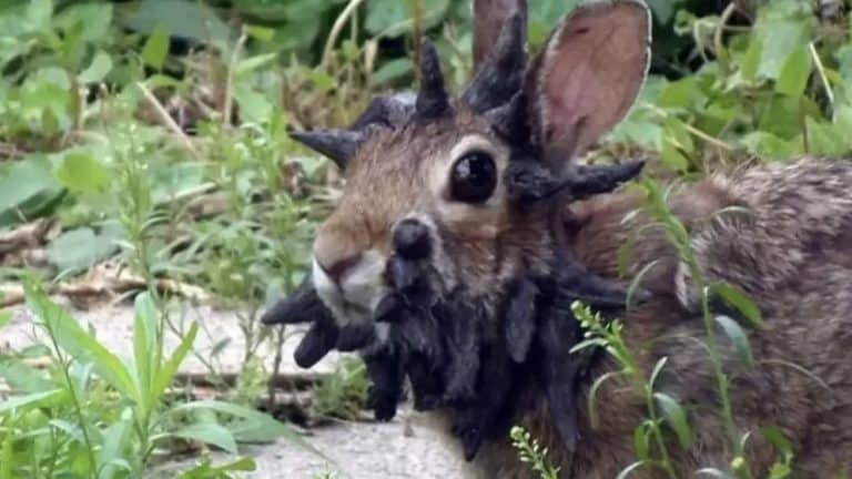 Morador faz alerta preocupante sobre coelhos assustadores com "tentáculos" enquanto é emitido aviso urgente