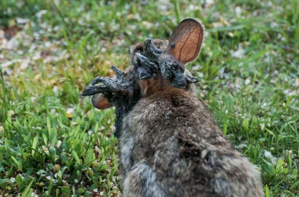 Moradores relataram avistamentos de coelhos com o vírus