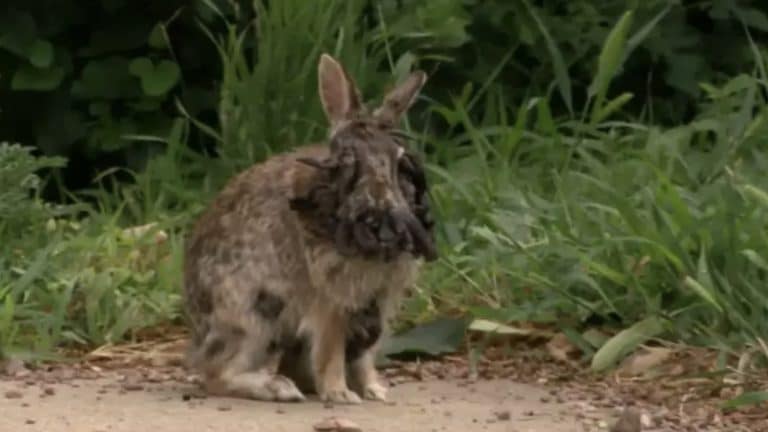 O impacto devastador da doença em coelhos "Frankenstein" com "tentáculos" enquanto invadem os EUA