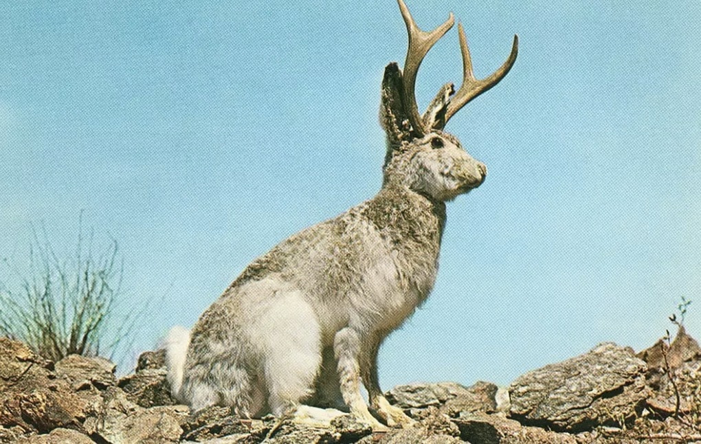 O mítico jackalope — uma lenda americana — acredita-se que tenha se originado de coelhos infectados com CRPV