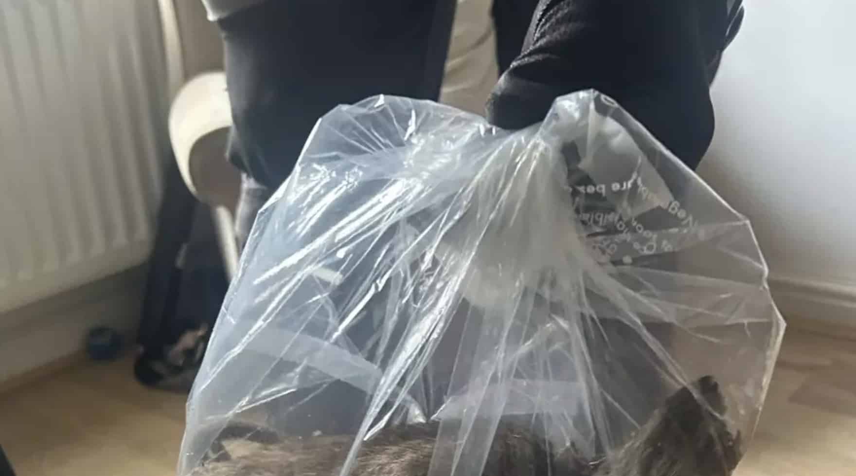 Rato gigante do “tamanho de um cachorro” encontrado em casa por controladores de pragas