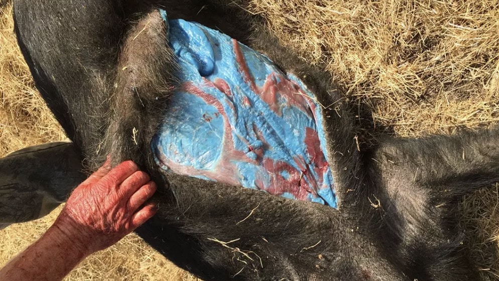 Relatos de porcos com carne azul remontam a 2015 (GlendilTEK/Imgur)
