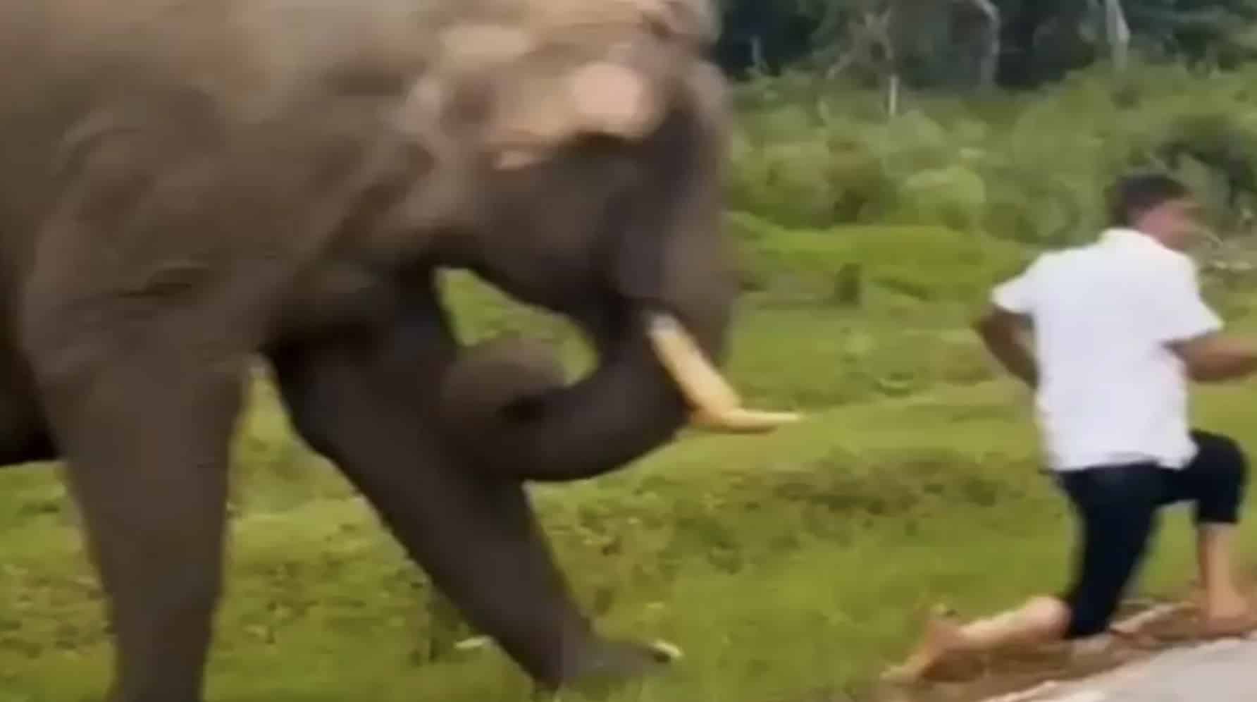 Turista é pisoteado por elefante enquanto "tentava tirar uma selfie" em filmagem horripilante