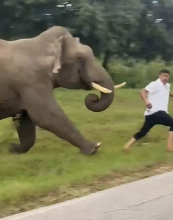 Turistas horrorizados em Karnataka, no sudoeste da Índia, registraram a filmagem (ViralPress)