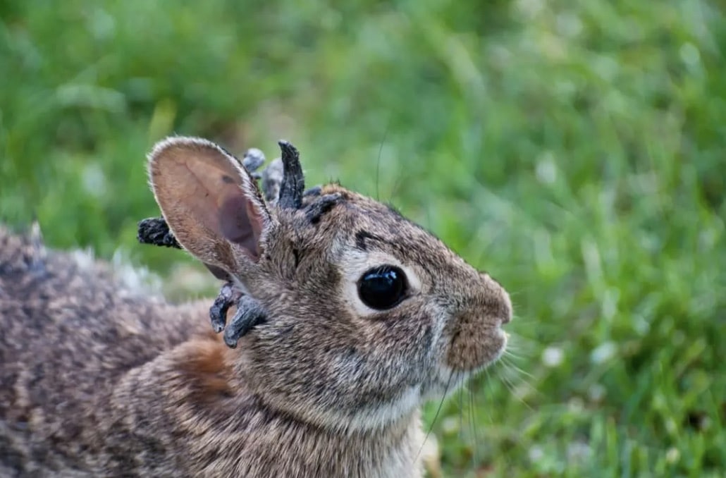 Um coelho infectado pode transmitir o CRPV para outros coelhos